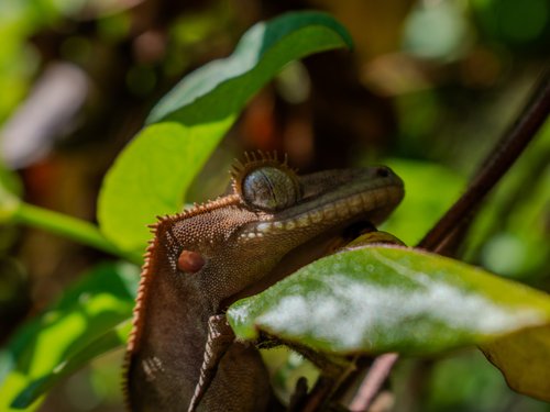 Ögonfrans gecko
